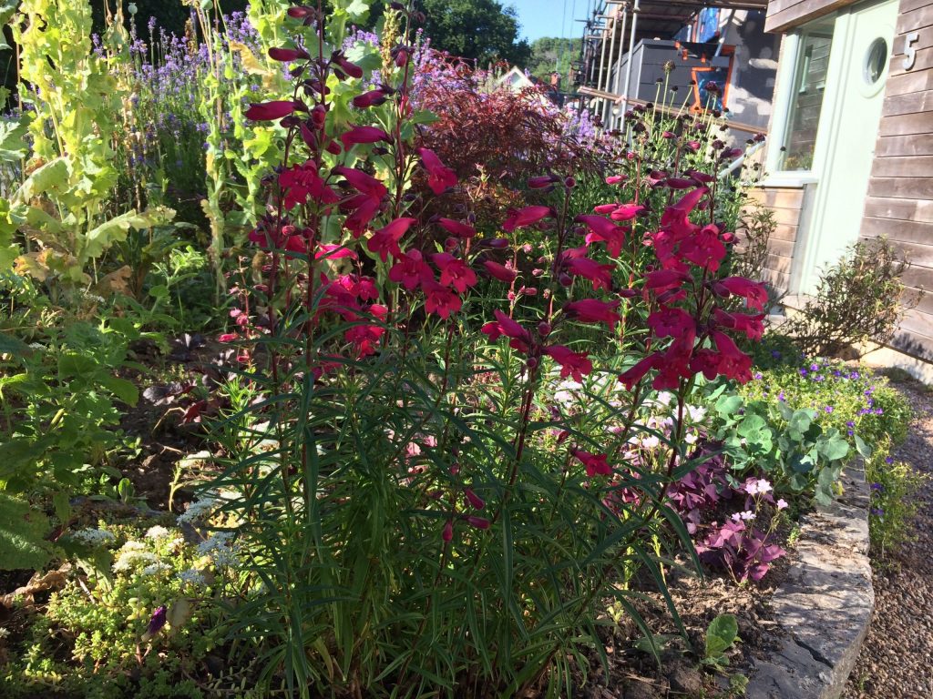 Take part in our Front Garden Trail