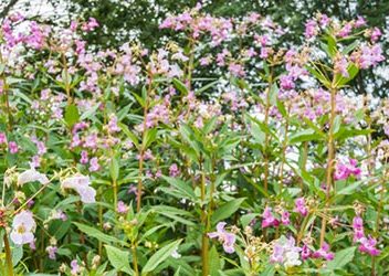 Balsam Bashing